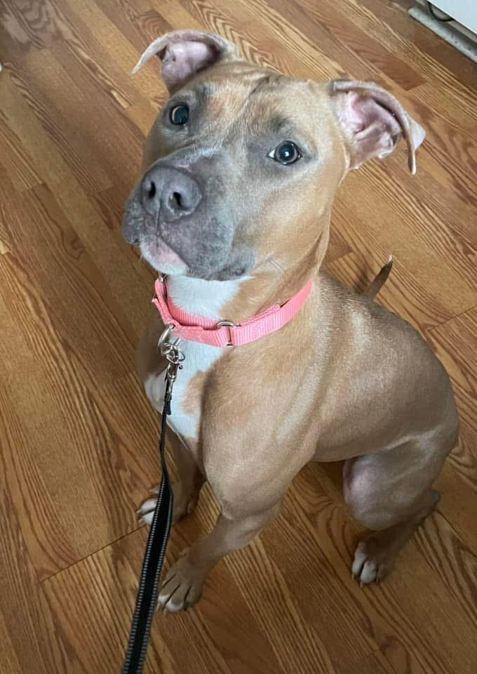 Sundae, a Adoptable mixed breed in East Peoria, IL image 2/5