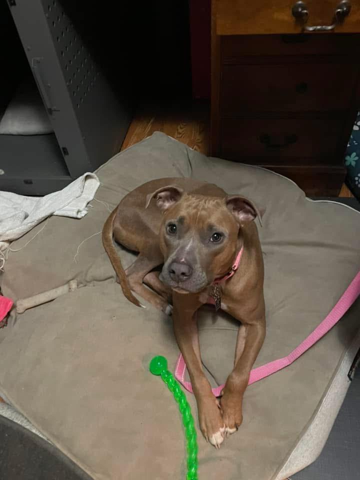 Sundae, a Adoptable mixed breed in East Peoria, IL image 4/5