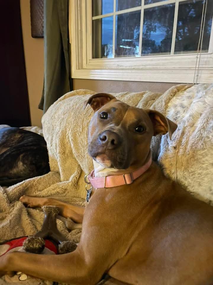 Sundae, a Adoptable mixed breed in East Peoria, IL image 1/5