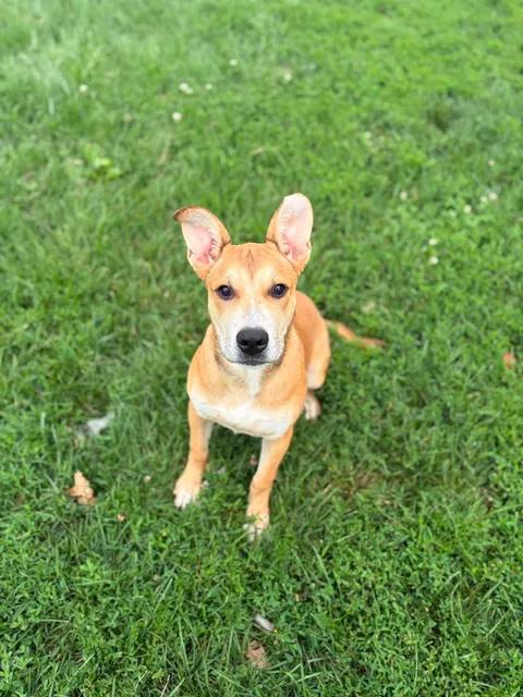 Foxxy, ADOPTABLE, Young Female German Shepherd Dog.