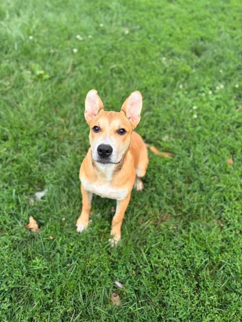 Foxxy, a ADOPTABLE mixed breed in Brownstown, IN image 3/3