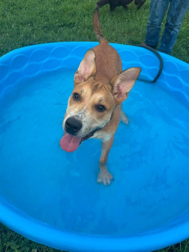 Foxxy, a ADOPTABLE mixed breed in Brownstown, IN image 2/3