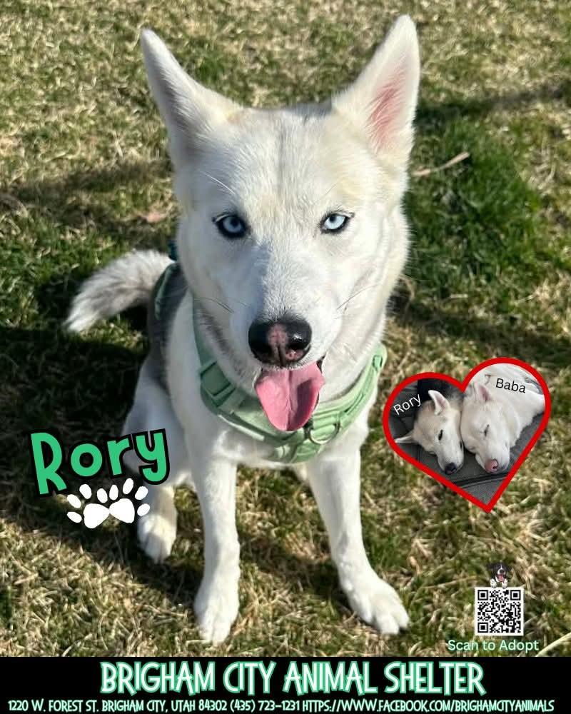 Enlarge Rory, a ADOPTABLE Husky in Brigham City, UT image 1/1