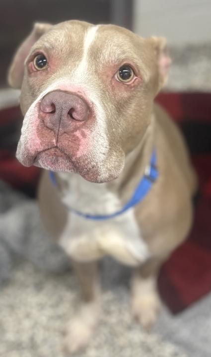 Simba, an adoptable Mixed Breed in Jackson, MI image 6/6