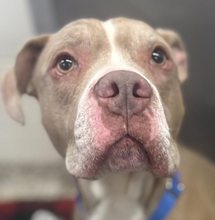 Simba, an adoptable Mixed Breed in Jackson, MI image 5/6