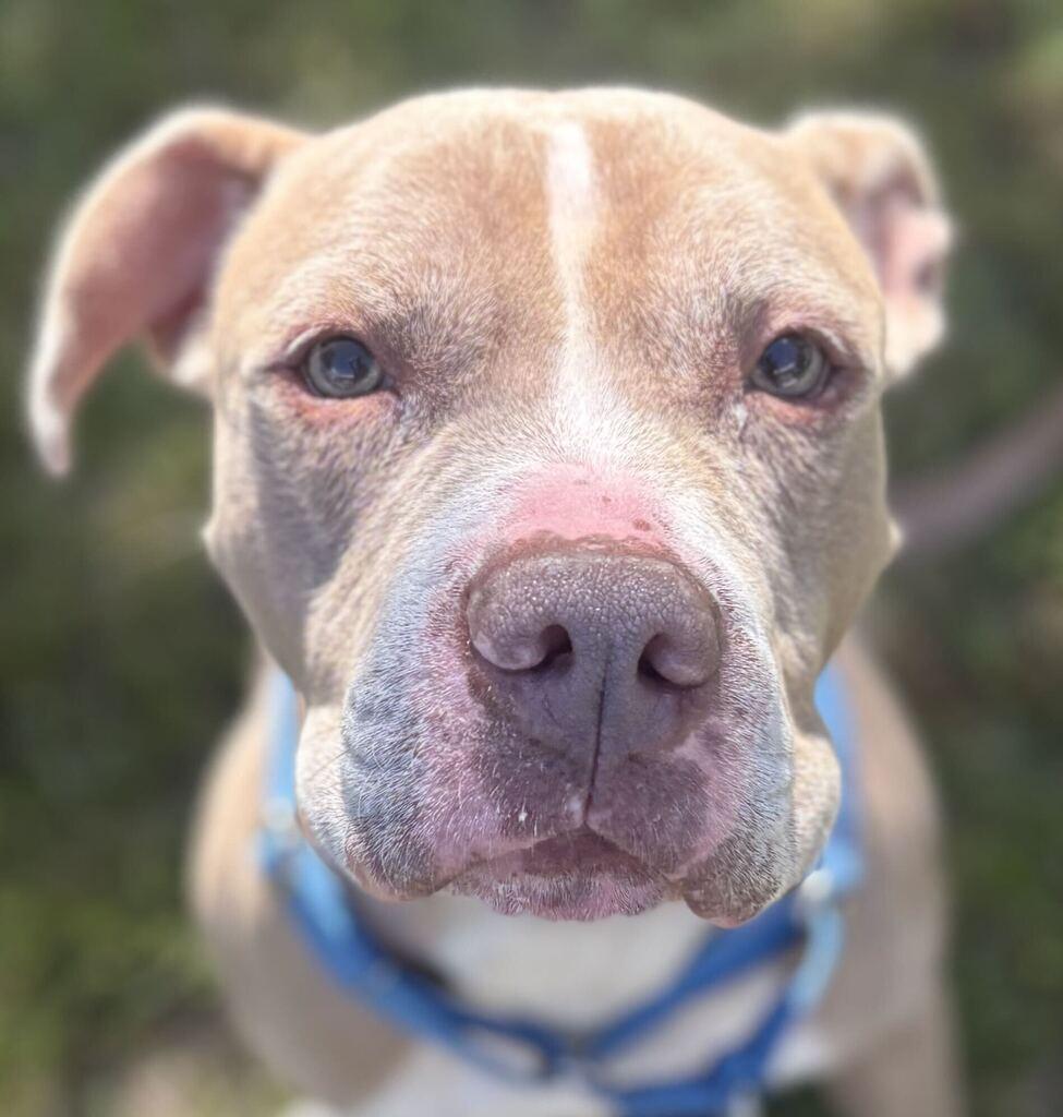 Enlarge Simba, a Adoptable Mixed Breed in Jackson, MI image 6/6