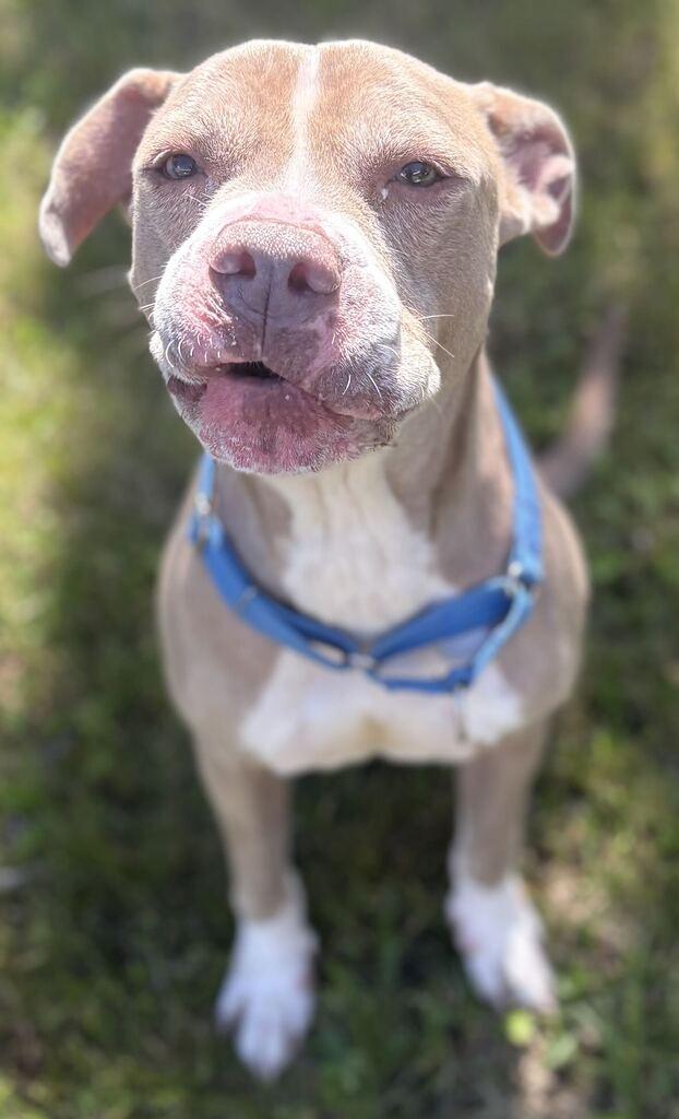 Enlarge Simba, a Adoptable Mixed Breed in Jackson, MI image 5/6