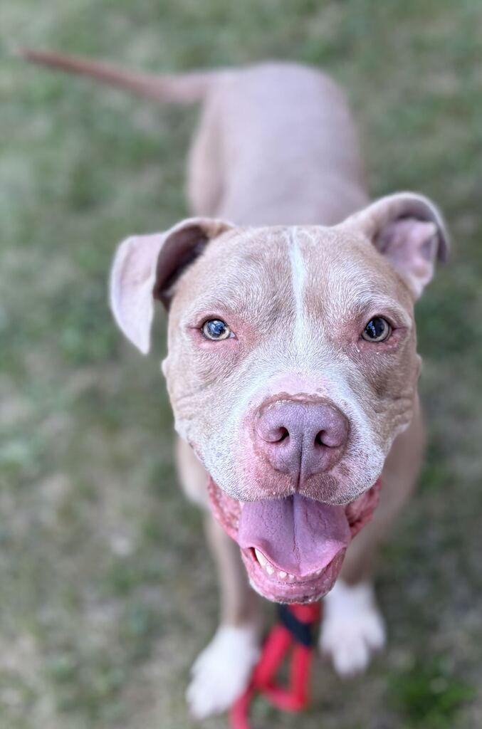 Simba, an adoptable Mixed Breed in Jackson, MI image 2/6