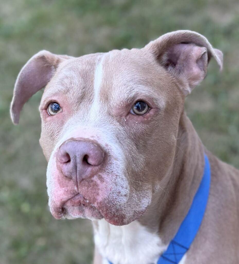 Simba, an adoptable Mixed Breed in Jackson, MI image 4/6