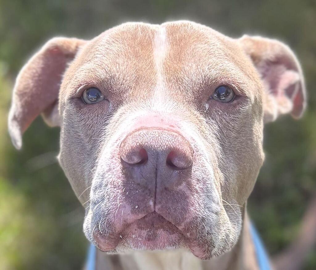 Simba, Adoptable, Senior Male Mixed Breed.