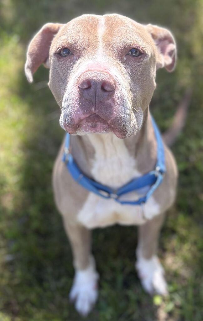 Enlarge Simba, a Adoptable Mixed Breed in Jackson, MI image 3/6