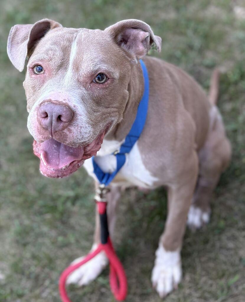 Simba, adoptable, Senior Male Mixed Breed.