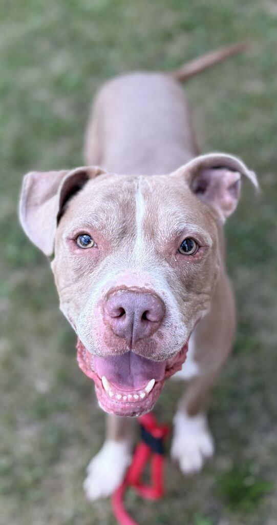 Simba, an adoptable Mixed Breed in Jackson, MI image 3/6