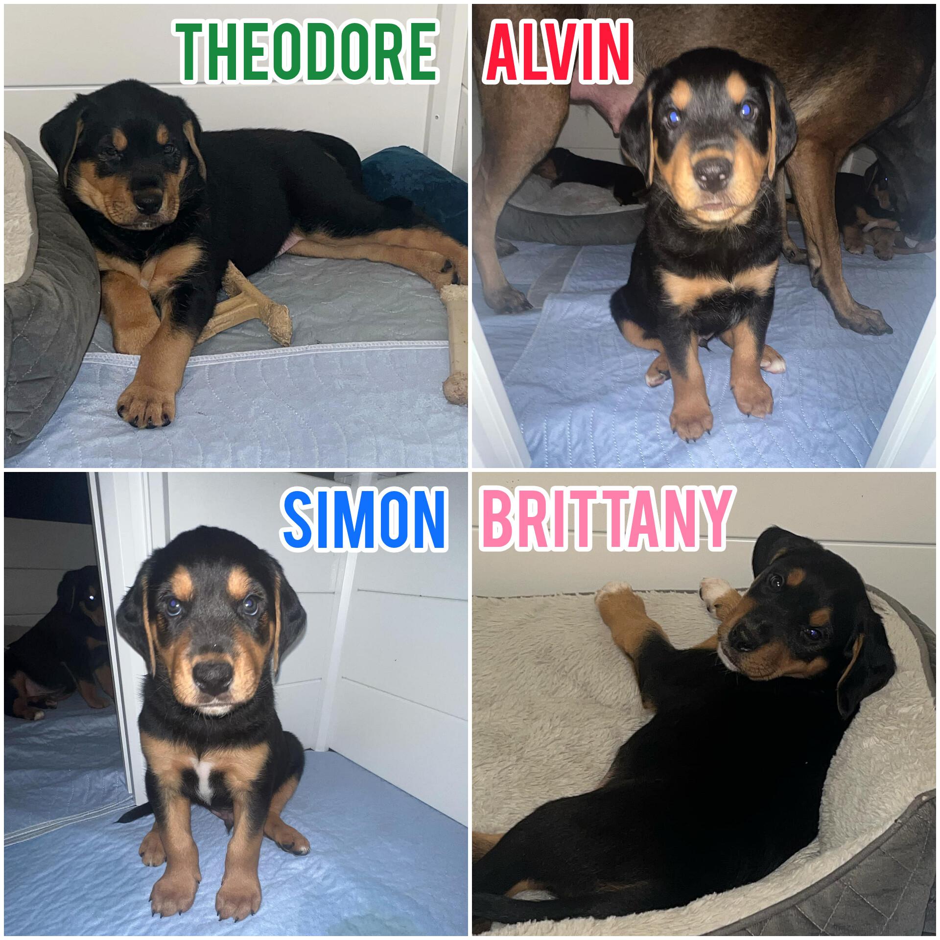 Alvin *Reduced Fee Option, an adopted mixed breed in batesburg-leesville, SC image 4/6