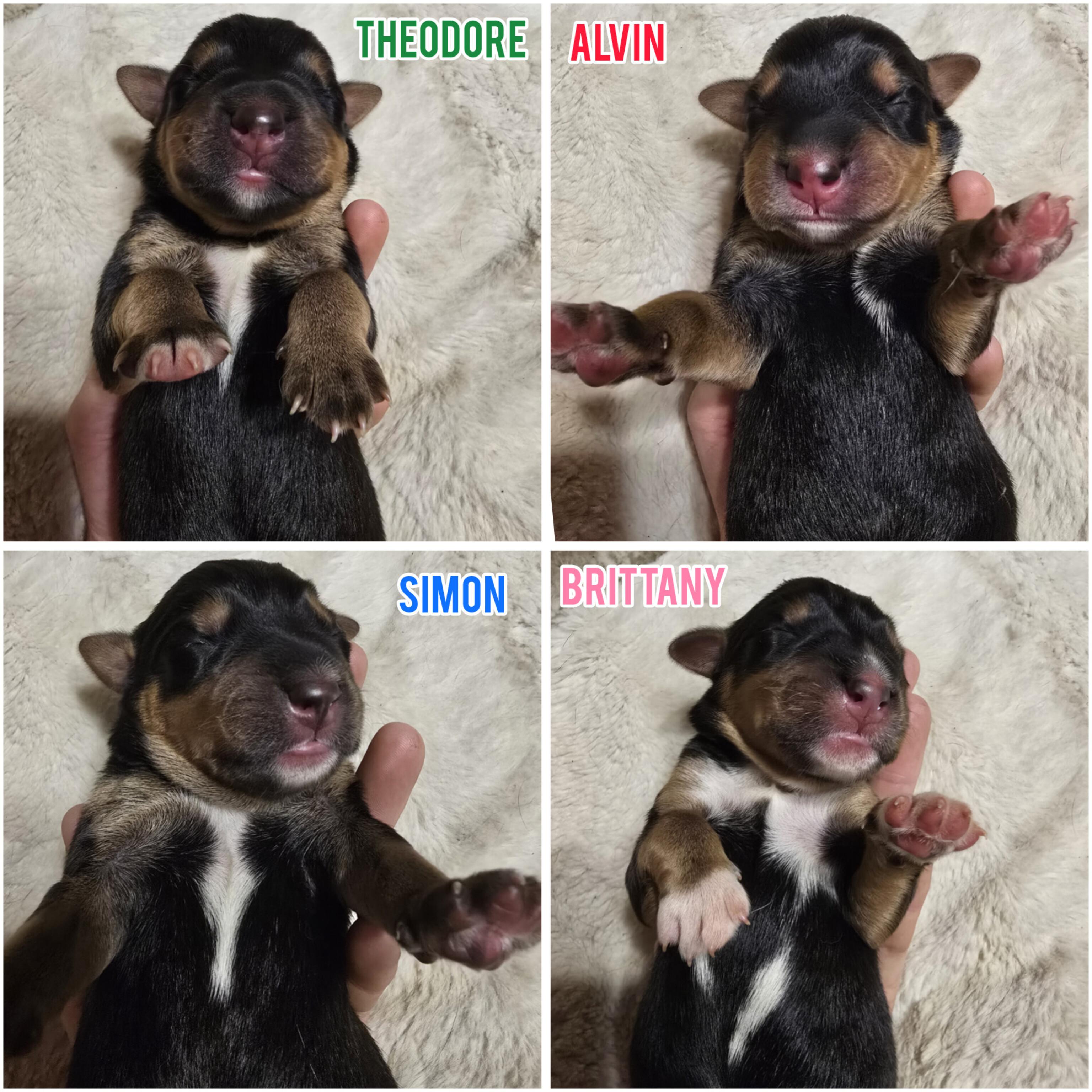 Alvin *Reduced Fee Option, an adopted mixed breed in batesburg-leesville, SC image 6/6