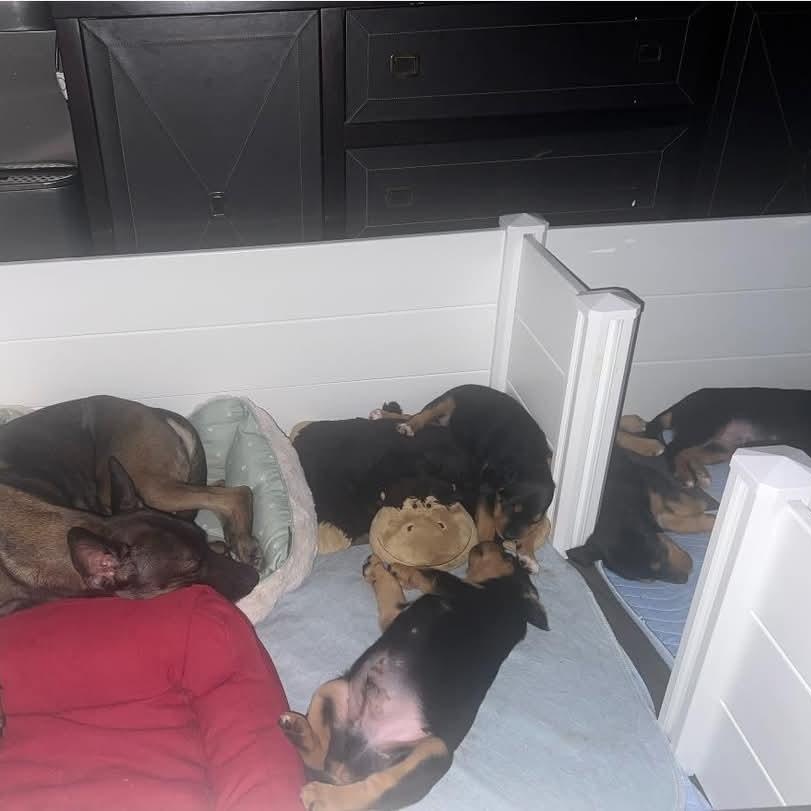 Alvin *Reduced Fee Option, an adopted mixed breed in batesburg-leesville, SC image 3/6