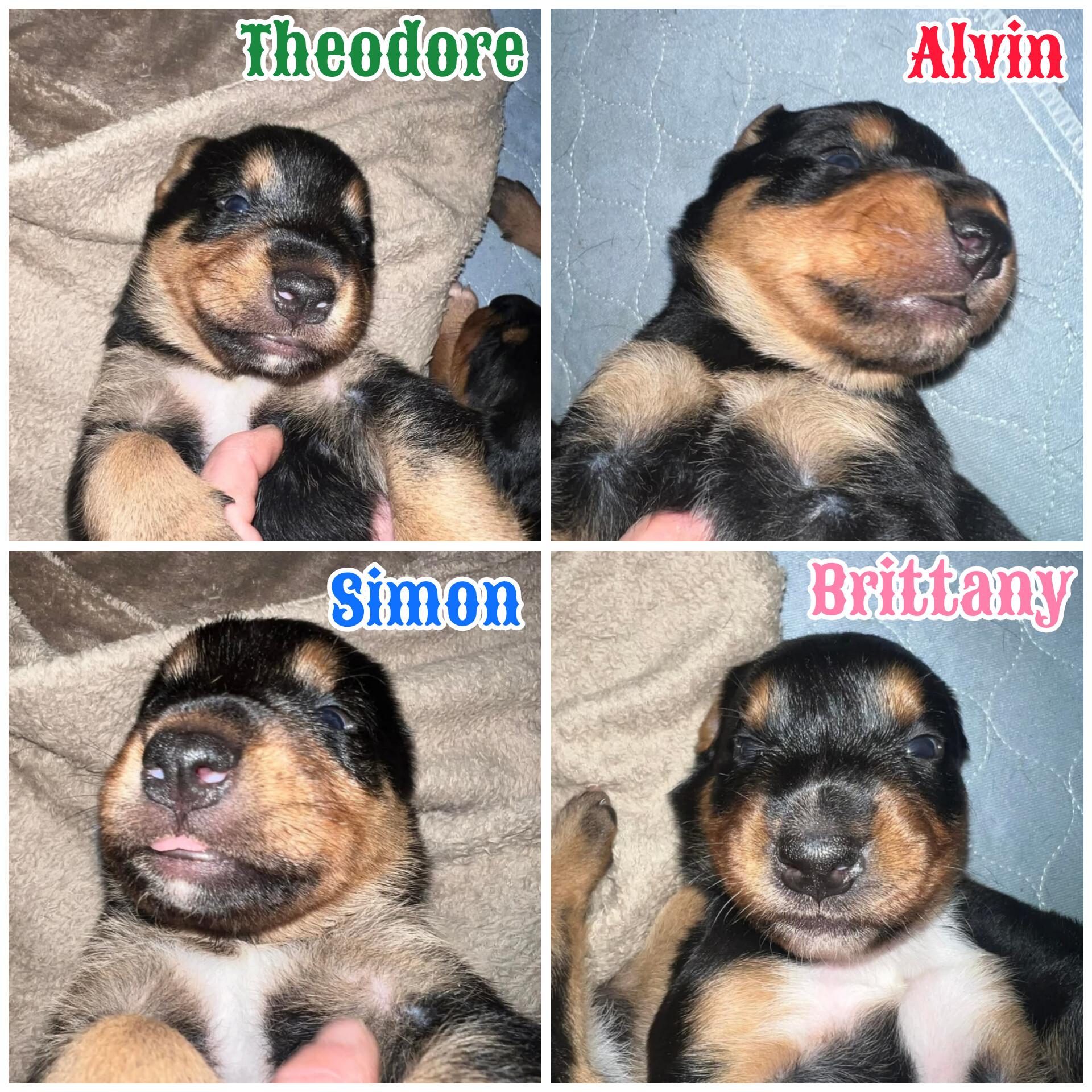 Alvin *Reduced Fee Option, an adopted mixed breed in batesburg-leesville, SC image 5/6