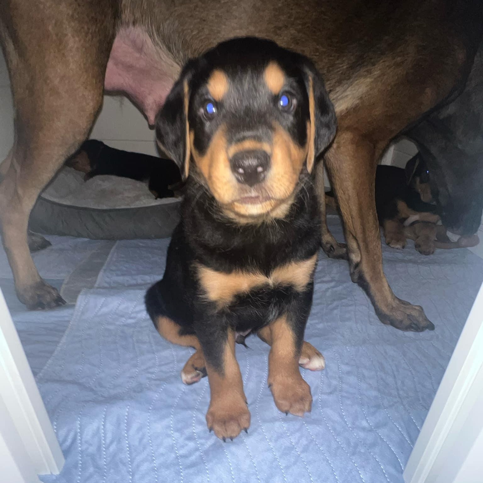 Alvin *Reduced Fee Option, adopted, Puppy Male Rottweiler & Hound.