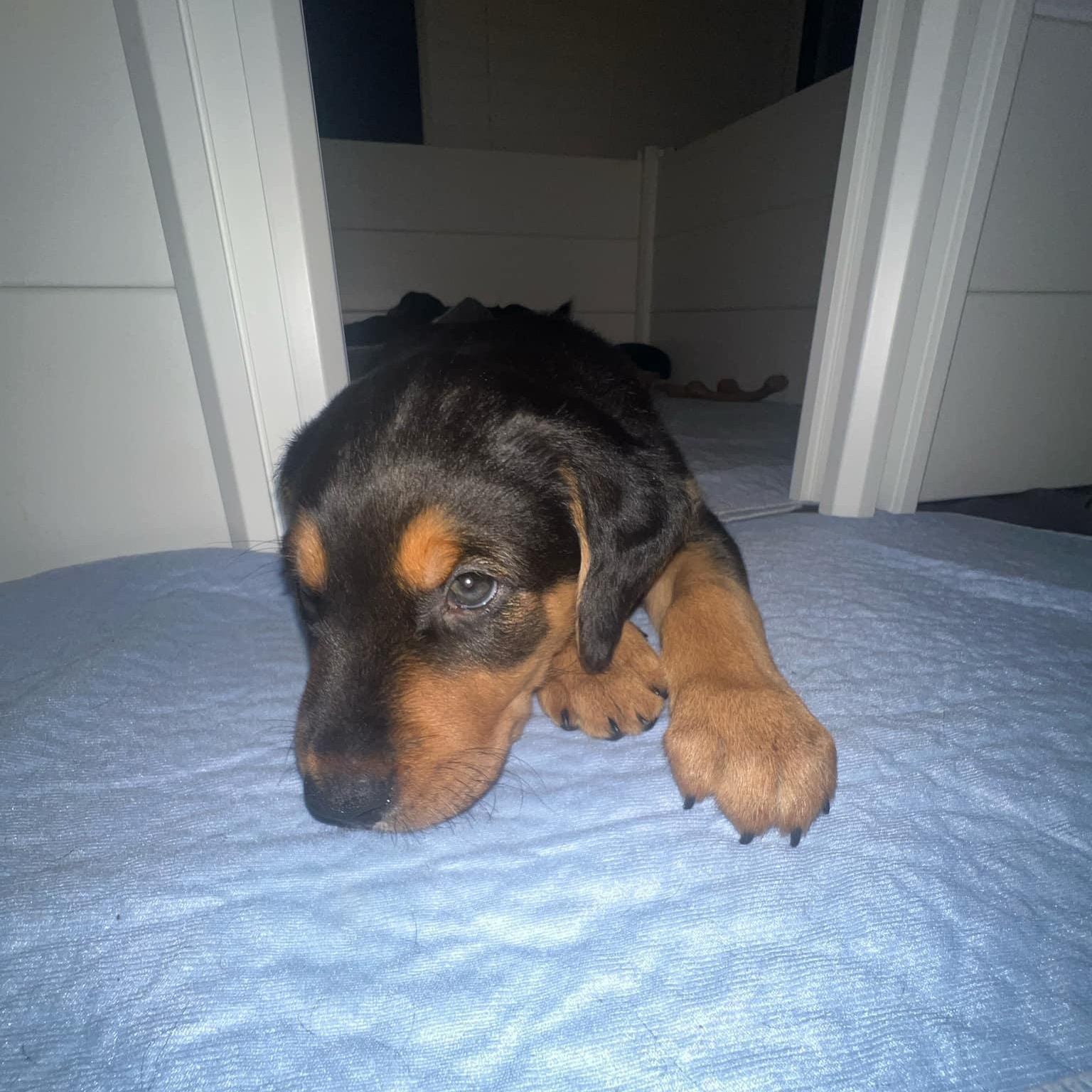 Alvin *Reduced Fee Option, adopted, Puppy Male Rottweiler & Hound.