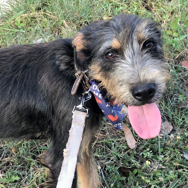 Peluche, Adopted, Puppy Male Miniature Schnauzer & Fox Terrier.