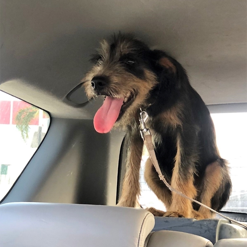 Enlarge Peluche, a Adopted mixed breed in Incline Village, NV image 2/6