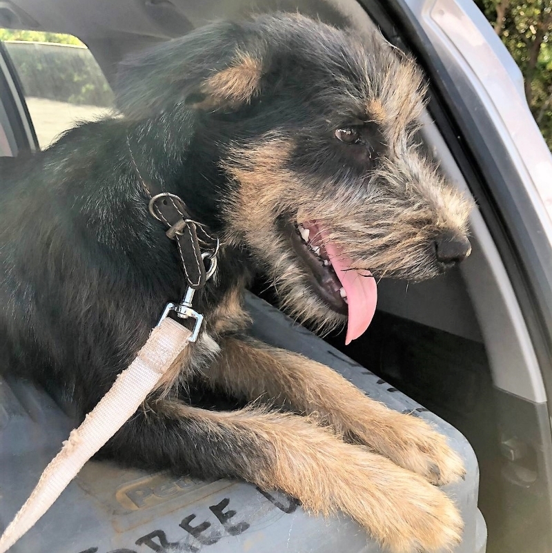 Enlarge Peluche, a Adopted mixed breed in Incline Village, NV image 3/6