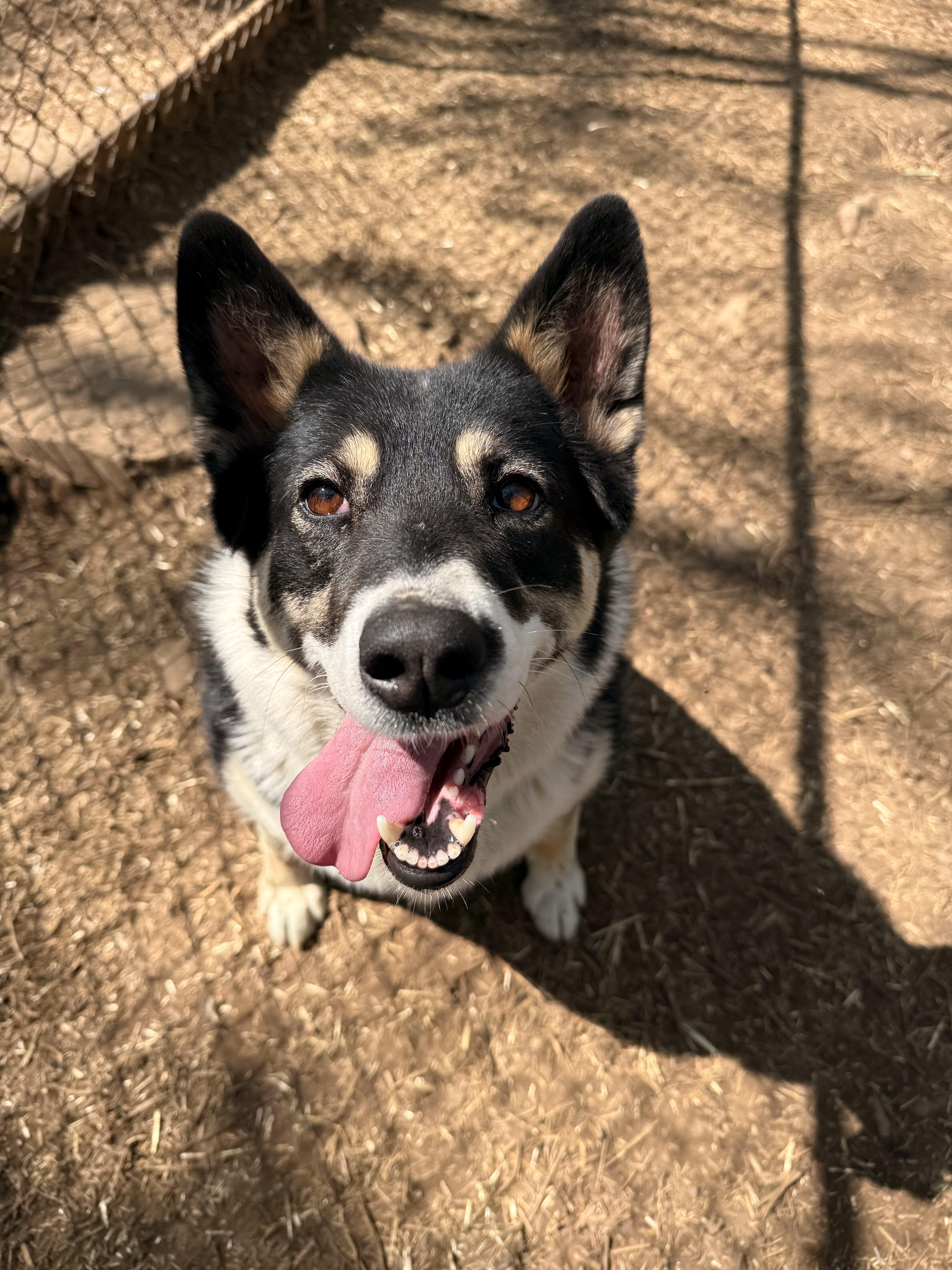 Tuksa, an adoptable Husky in Addison, ON, K0E 1A0 | Photo Image 3
