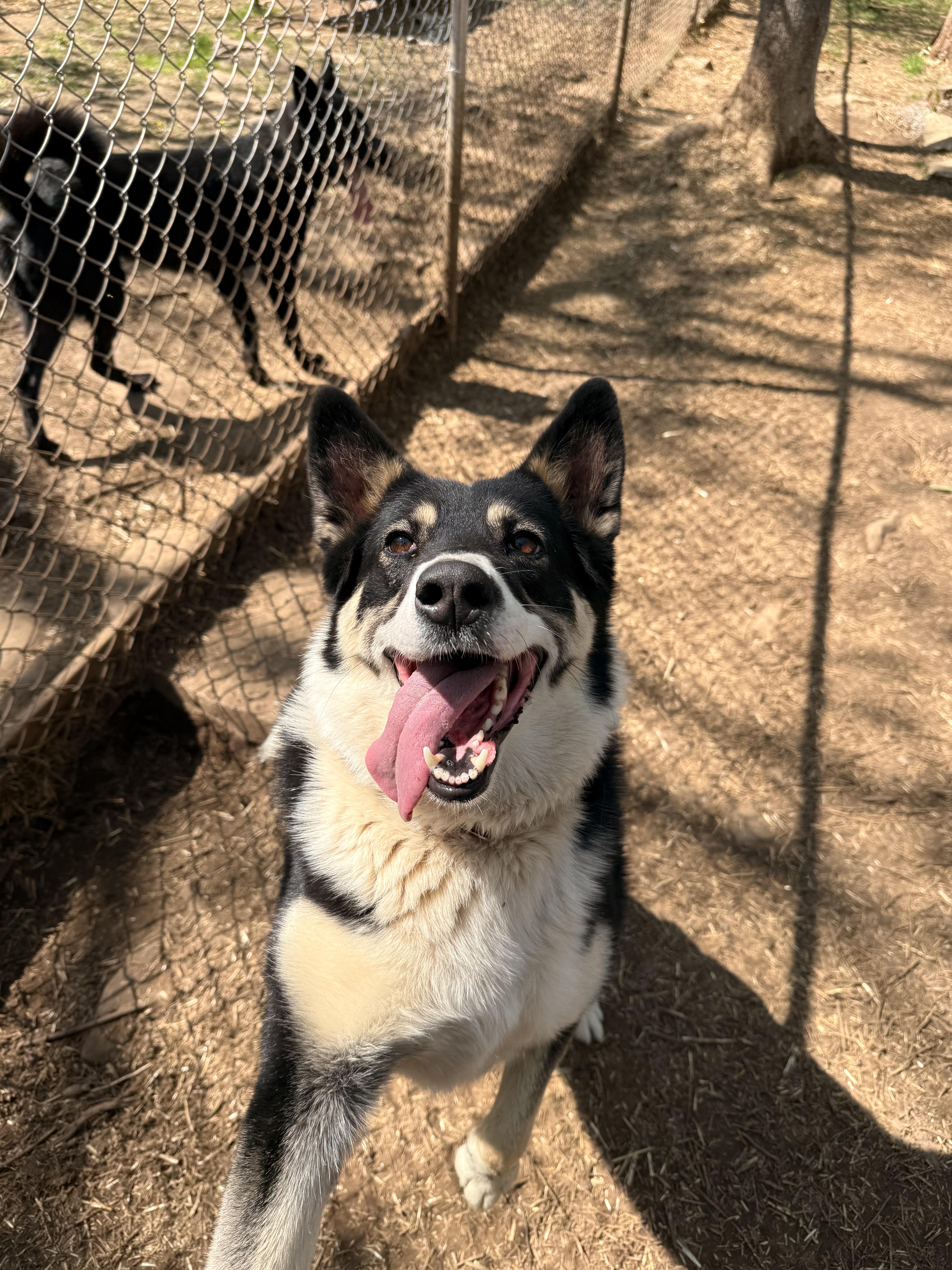 Tuksa, a Adoptable mixed breed in Addison, ON image 6/6
