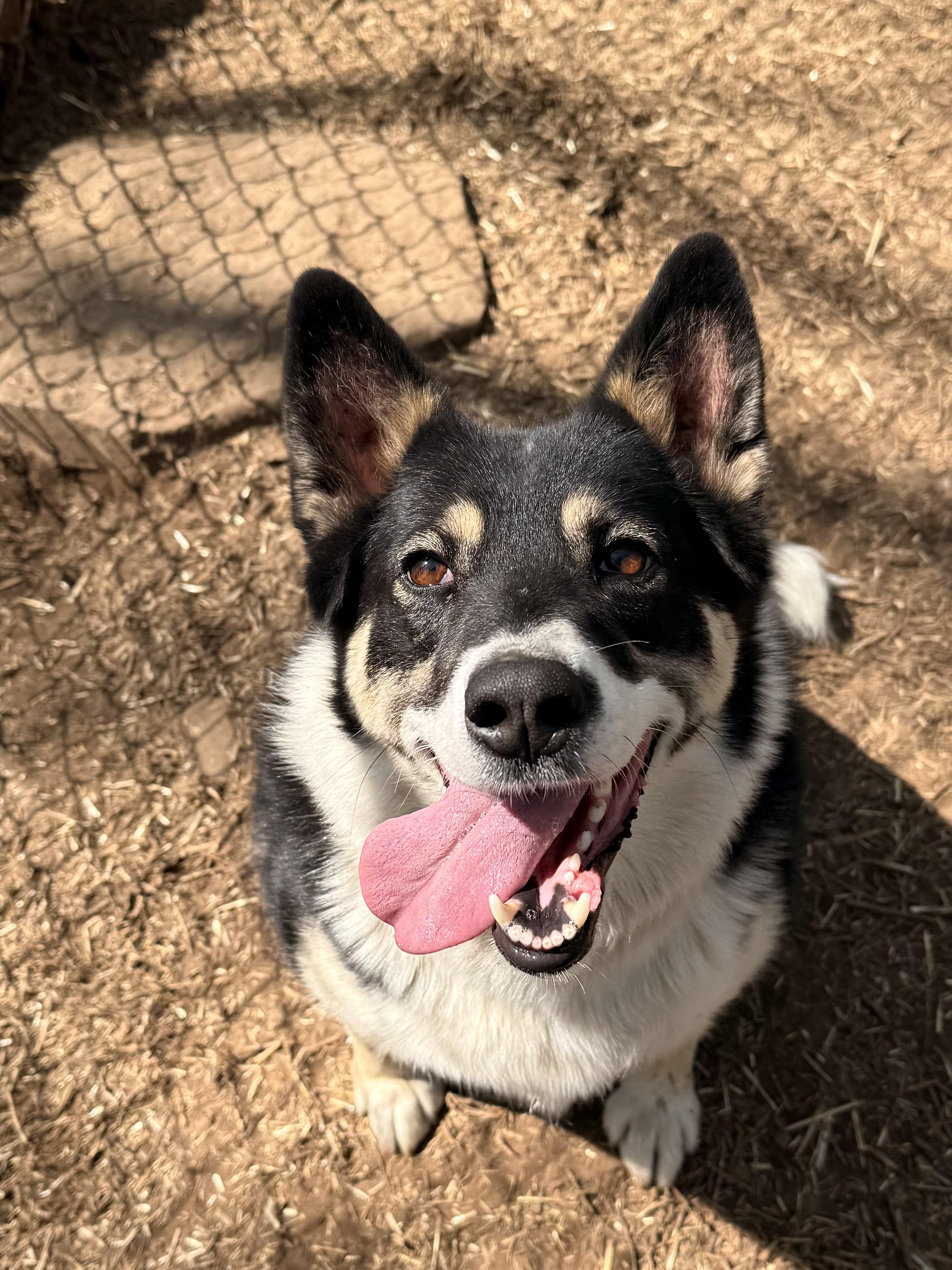 Tuksa, a Adoptable mixed breed in Addison, ON image 1/6