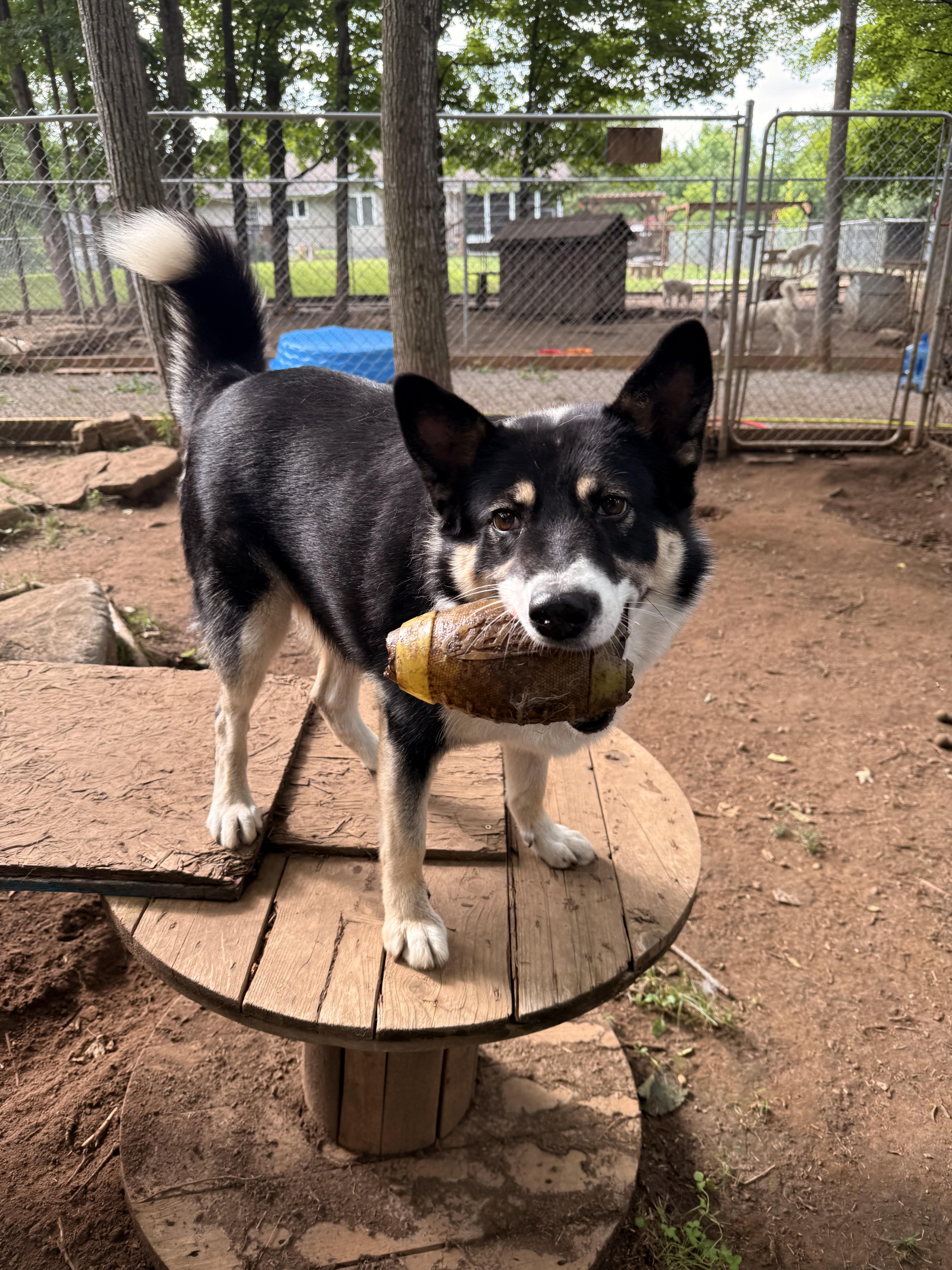 Tuksa, a Adoptable mixed breed in Addison, ON image 4/6