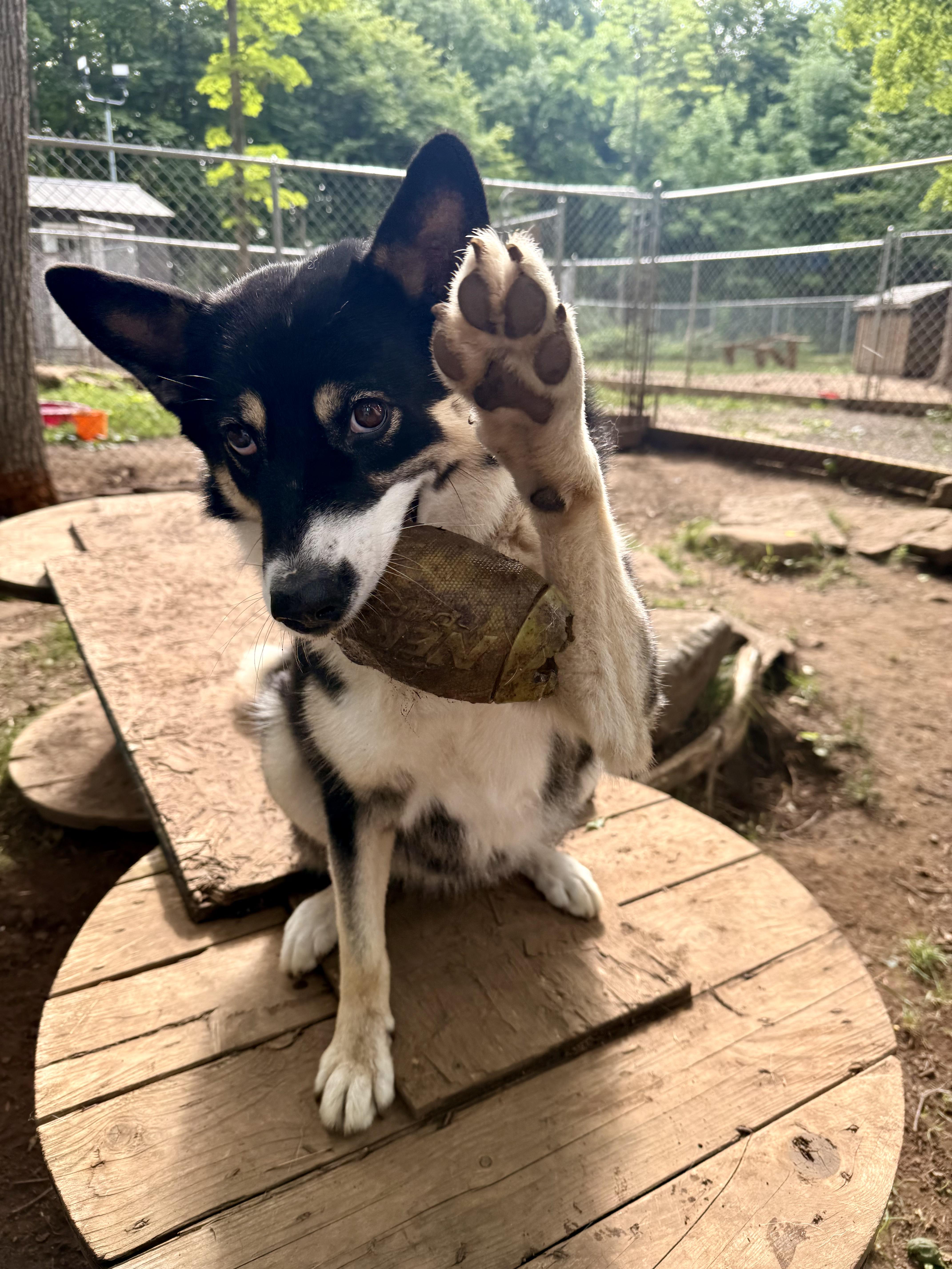 Tuksa, a Adoptable mixed breed in Addison, ON image 3/6