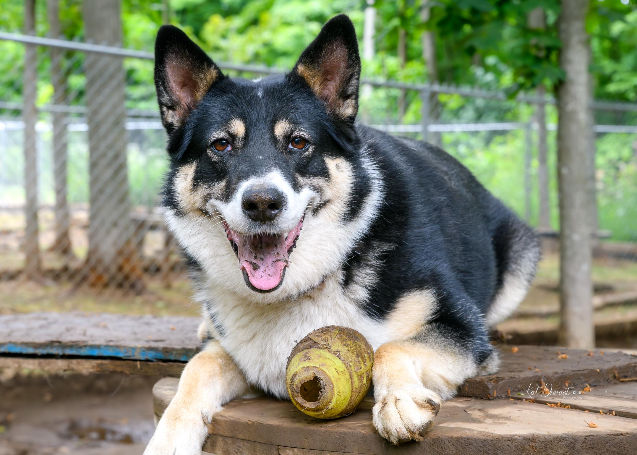 Tuksa, a Adoptable mixed breed in Addison, ON image 2/6