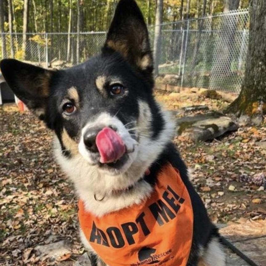 Tuksa, Adult Female Husky