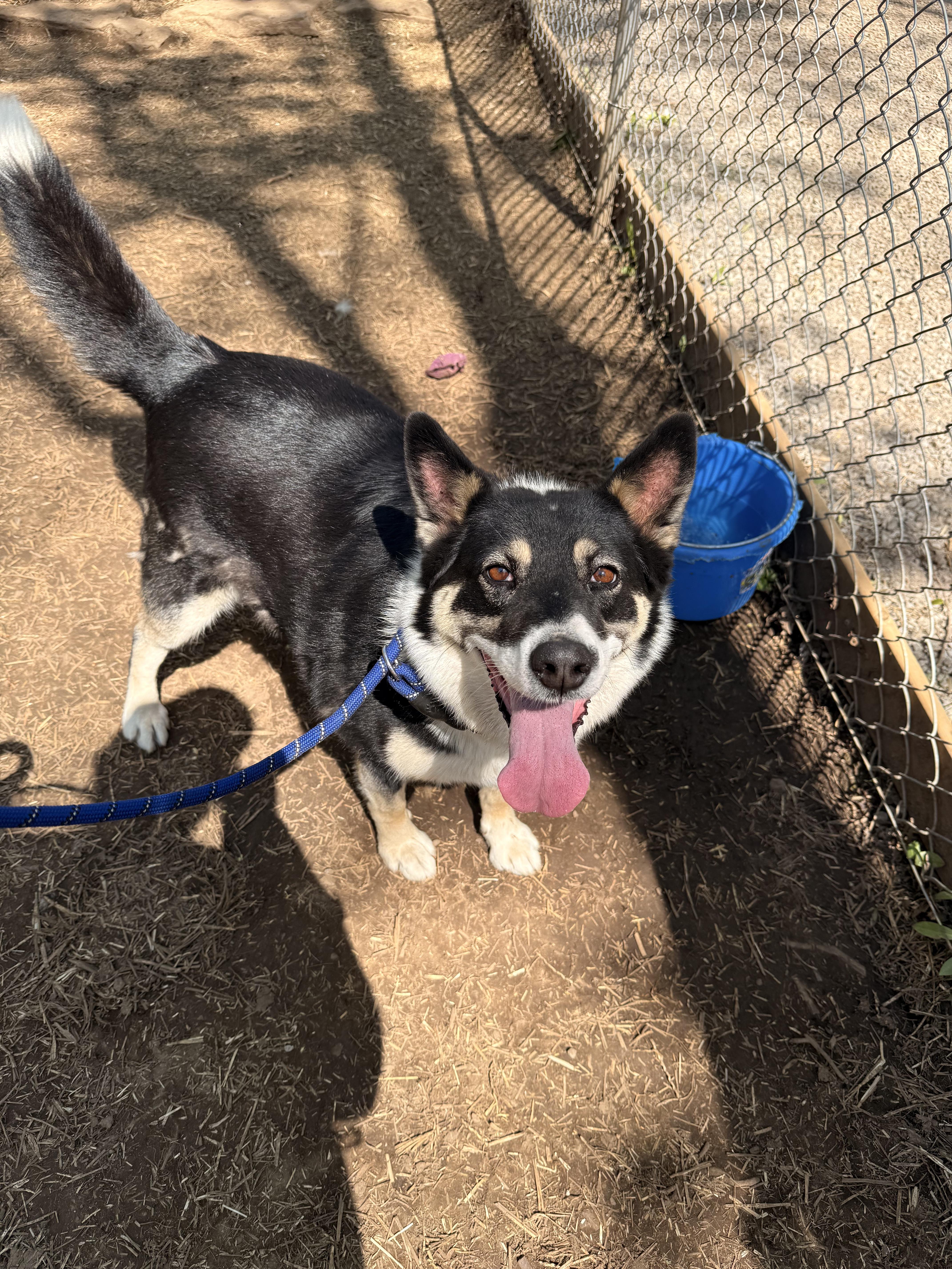 Tuksa, a Adoptable mixed breed in Addison, ON image 5/6