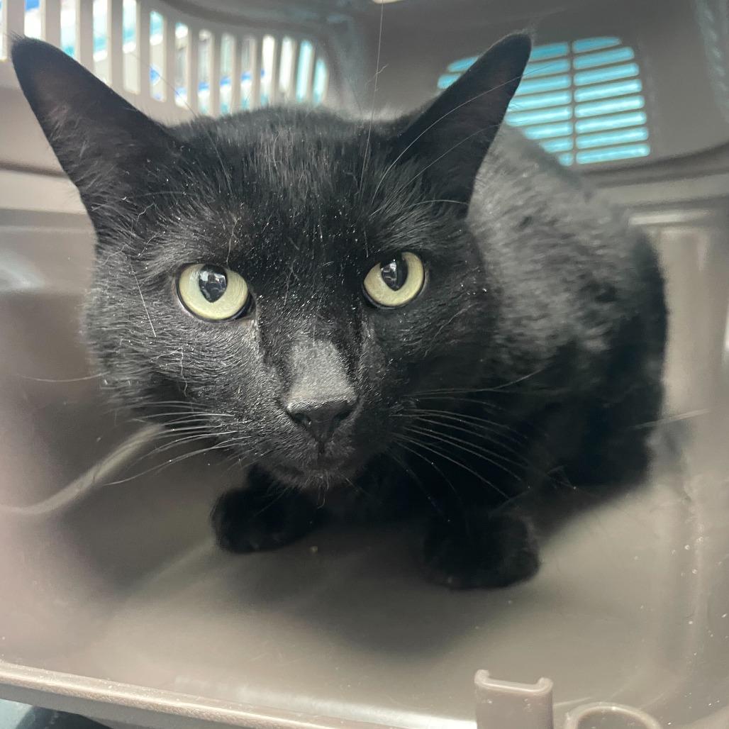 Spooky, Adoptable, Adult Male Domestic Short Hair.