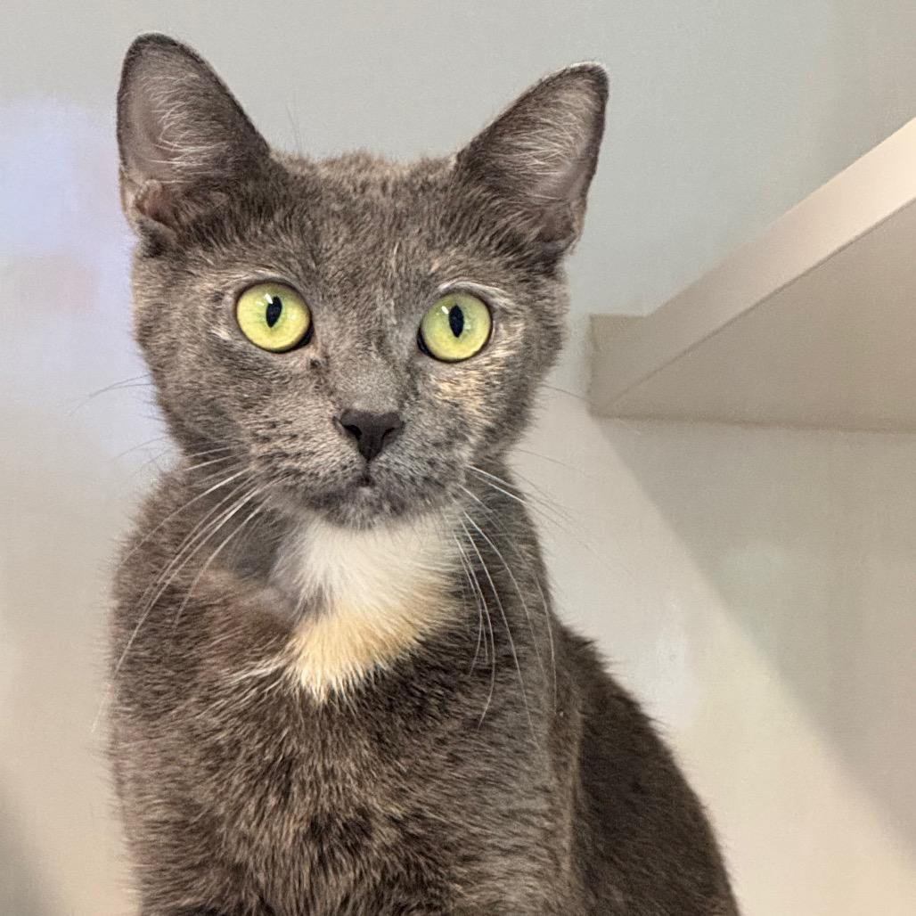 Enlarge Victoria, a Adoptable Domestic Short Hair in Wheeling, IL image 1/6