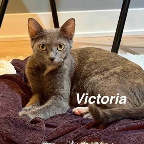 Enlarge Victoria, a Adoptable Domestic Short Hair in Wheeling, IL image 2/6
