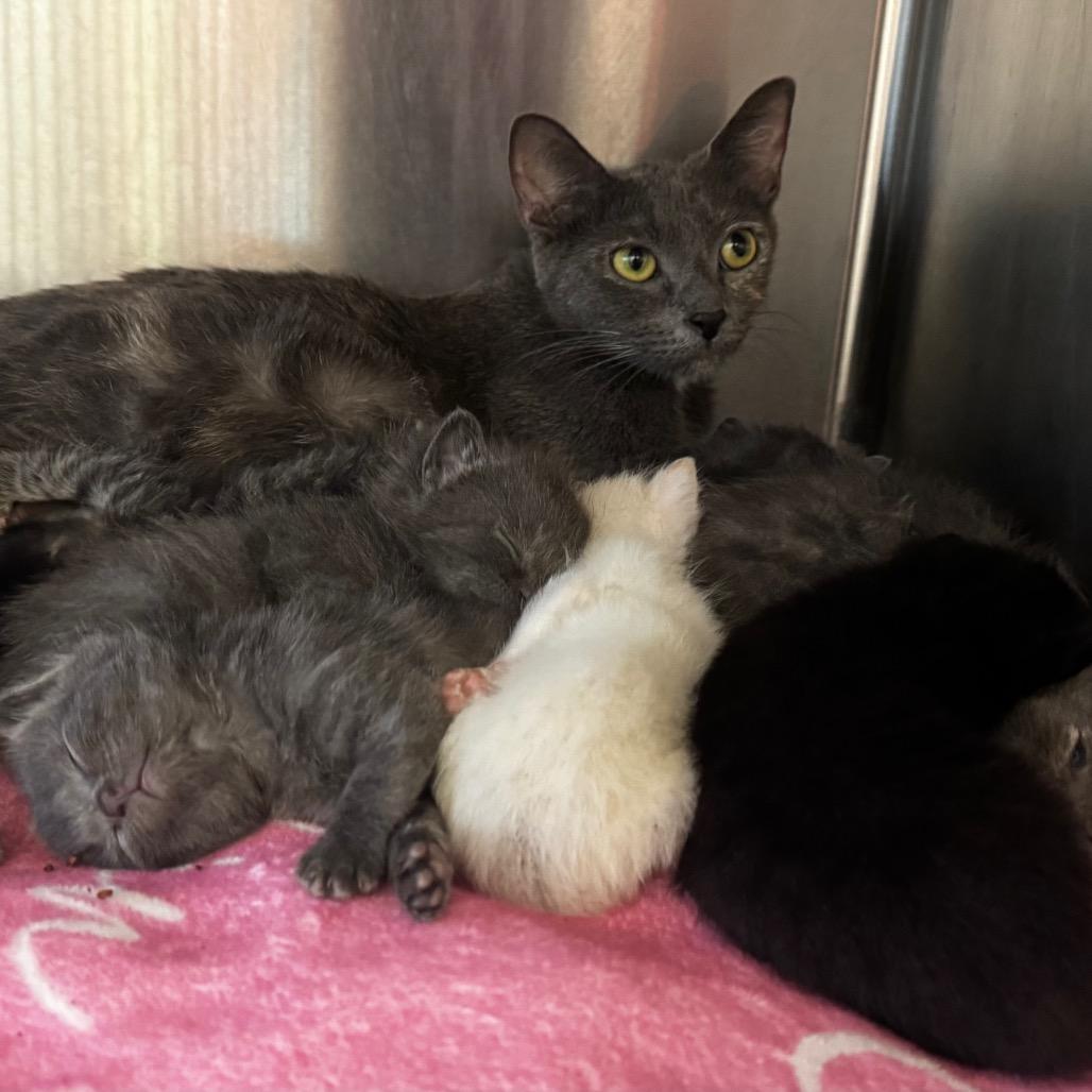 Enlarge Victoria, a Adoptable Domestic Short Hair in Wheeling, IL image 3/6