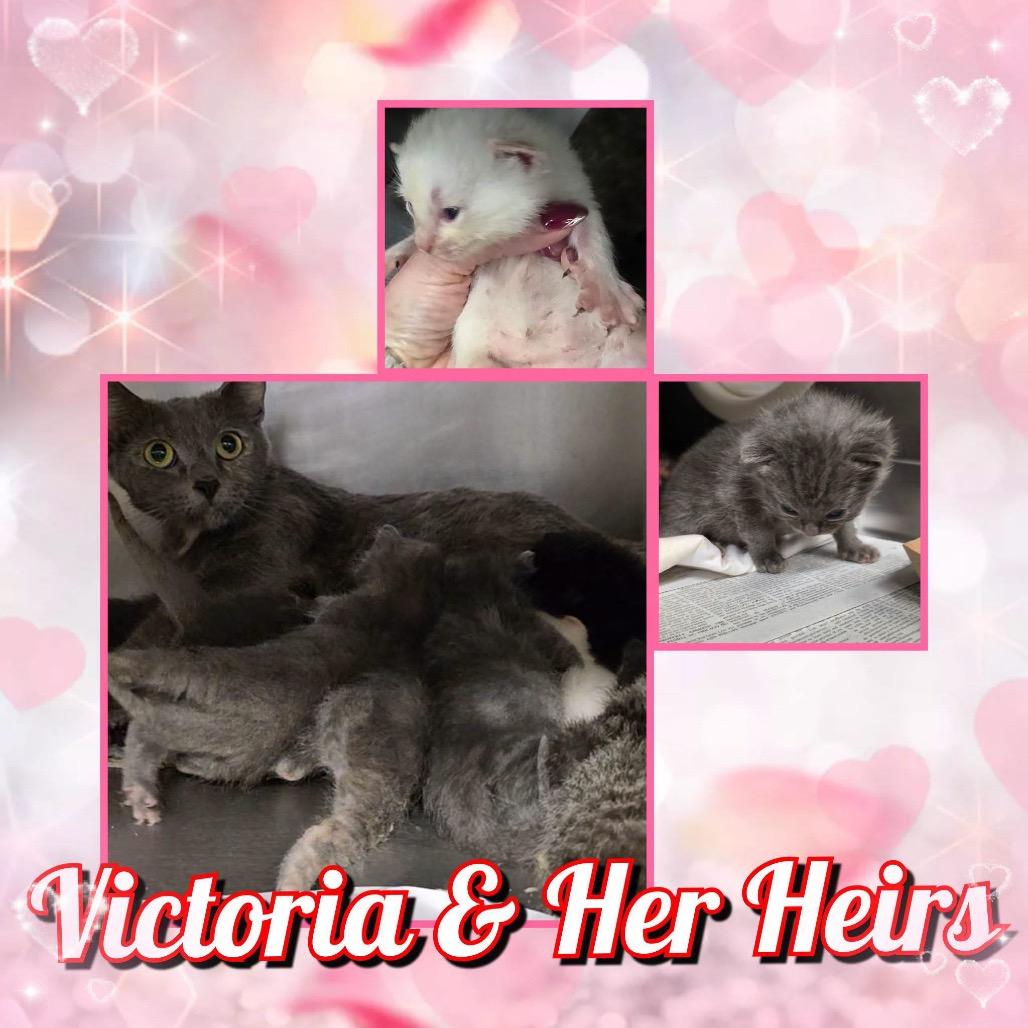 Enlarge Victoria, a Adoptable Domestic Short Hair in Wheeling, IL image 4/6