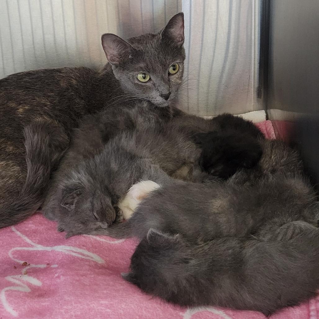 Enlarge Victoria, a Adoptable Domestic Short Hair in Wheeling, IL image 5/6