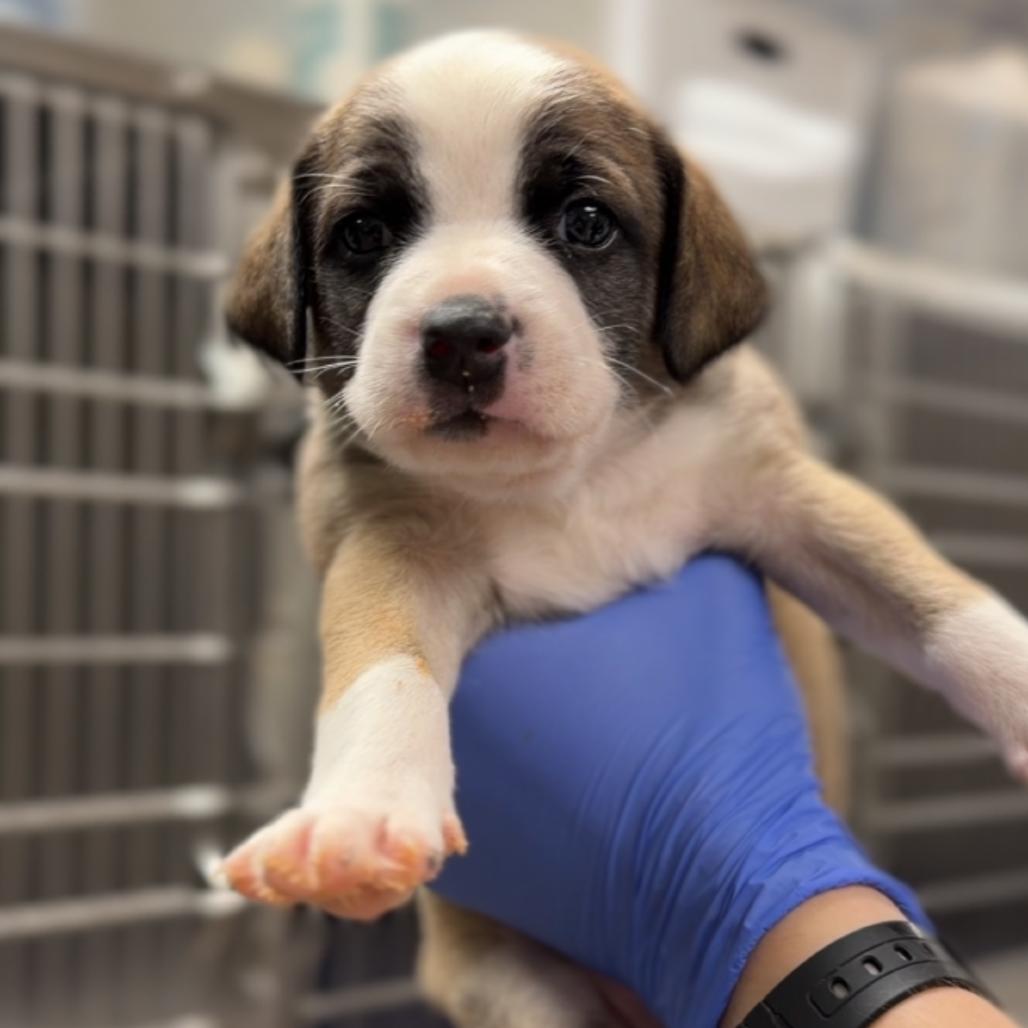 Enlarge Winston A2294294, a Adoptable Mixed Breed in Mission Hills, CA image 1/3