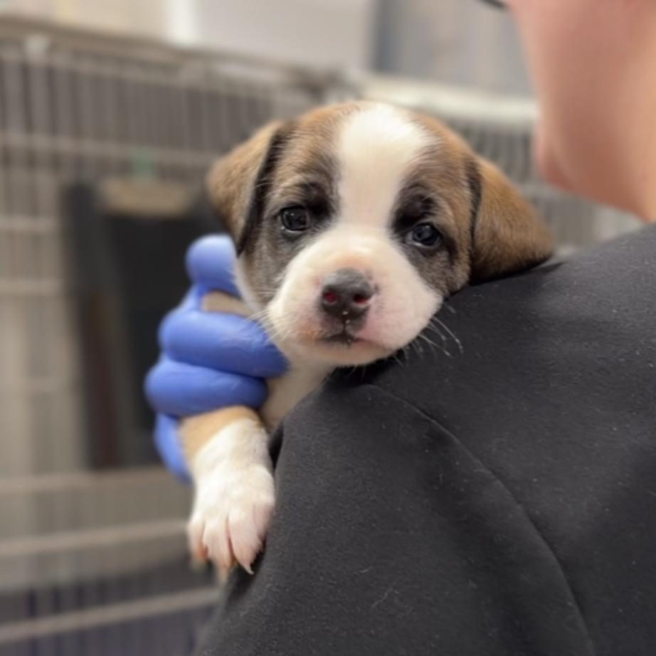 Enlarge Winston A2294294, a Adoptable Mixed Breed in Mission Hills, CA image 3/3