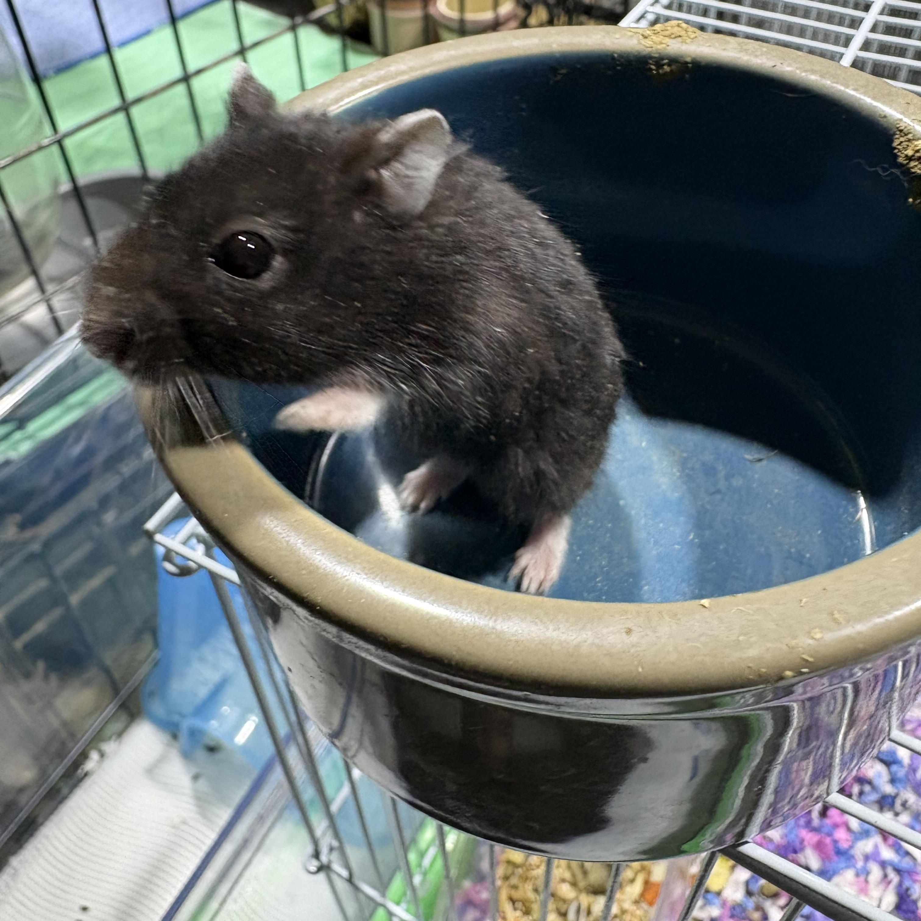 Dwarf hamster (available soon), Adoptable, Baby Male Dwarf Hamster & Hamster.