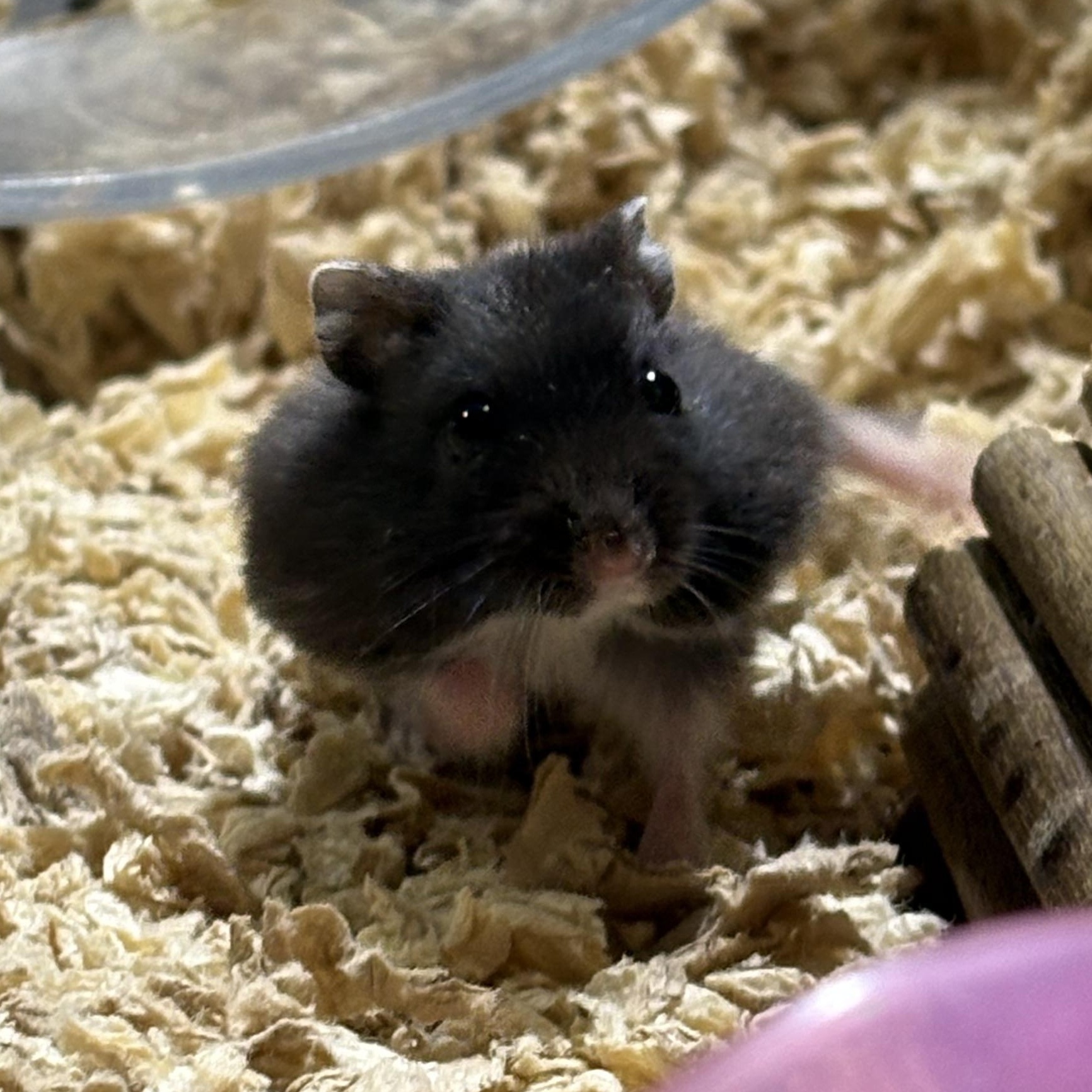 Enlarge Dwarf hamster (available soon), a Adoptable mixed breed in Howell, NJ image 2/2