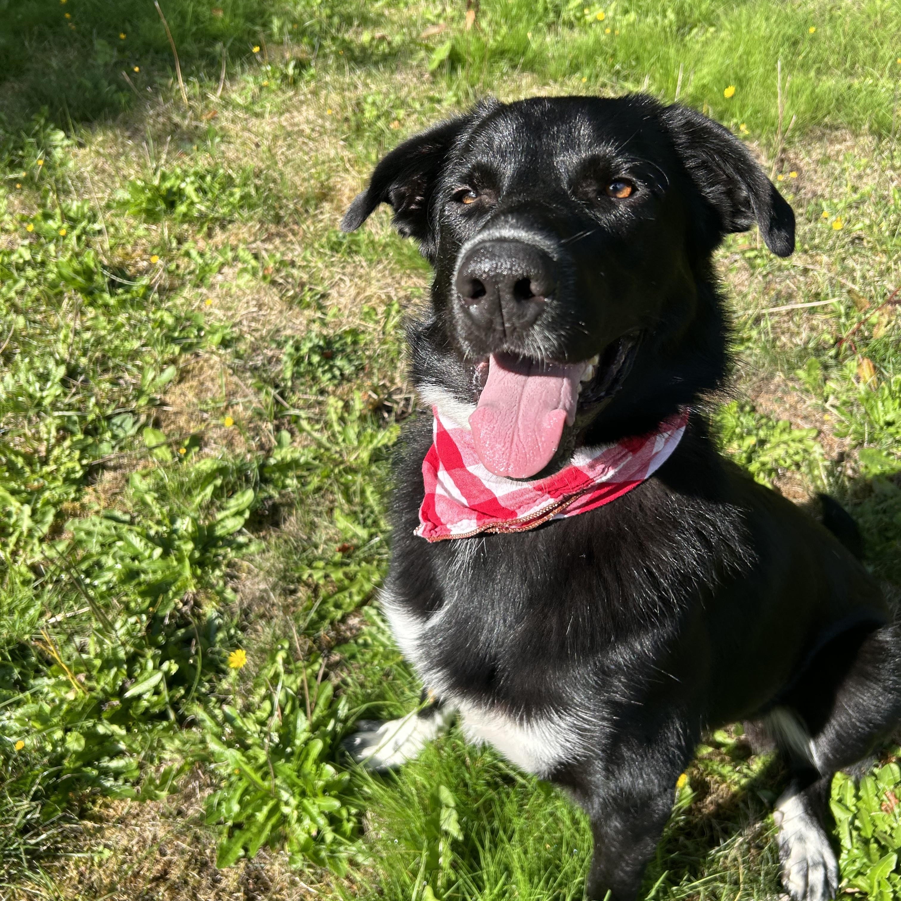 Leonardo, Adoptable, Young Male Flat-Coated Retriever & Australian Cattle Dog / Blue Heeler.