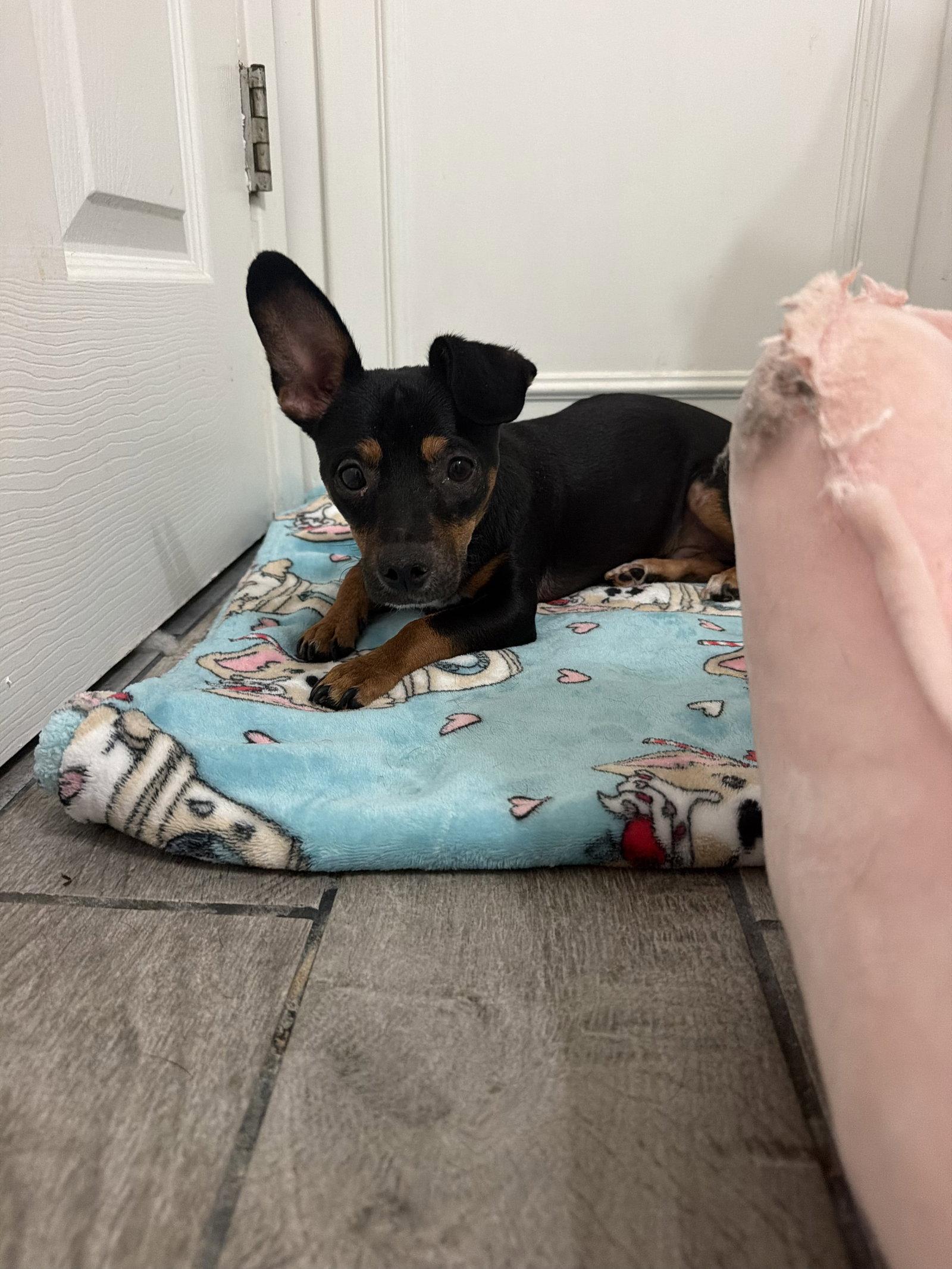 Adrian, Adoptable, Young Male Mixed Breed.