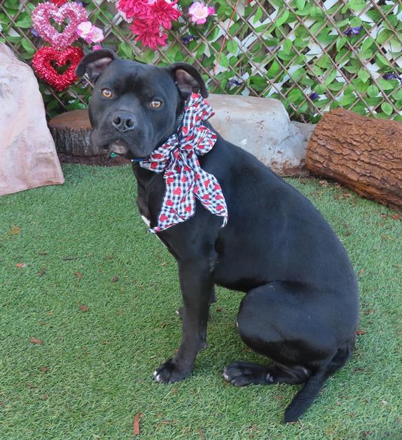 Enlarge MAX, a Adoptable mixed breed in Oklahoma City, OK image 1/1