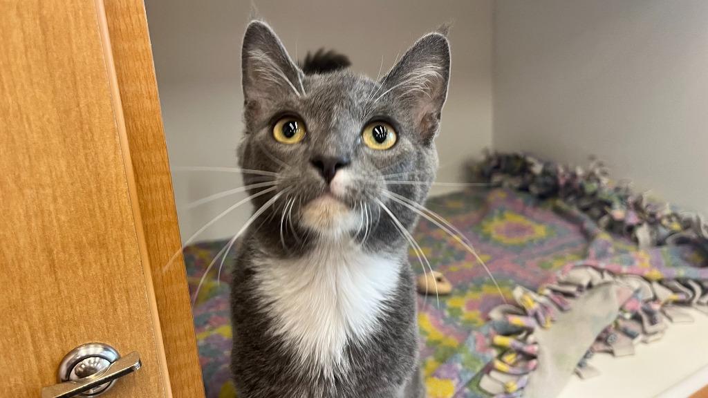 Big Tex, an adopted Domestic Short Hair in Chestertown, MD image 4/4