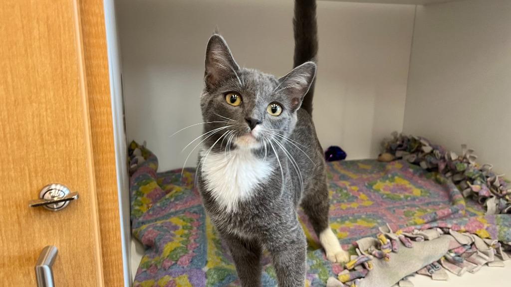 Big Tex, an adopted Domestic Short Hair in Chestertown, MD image 3/4