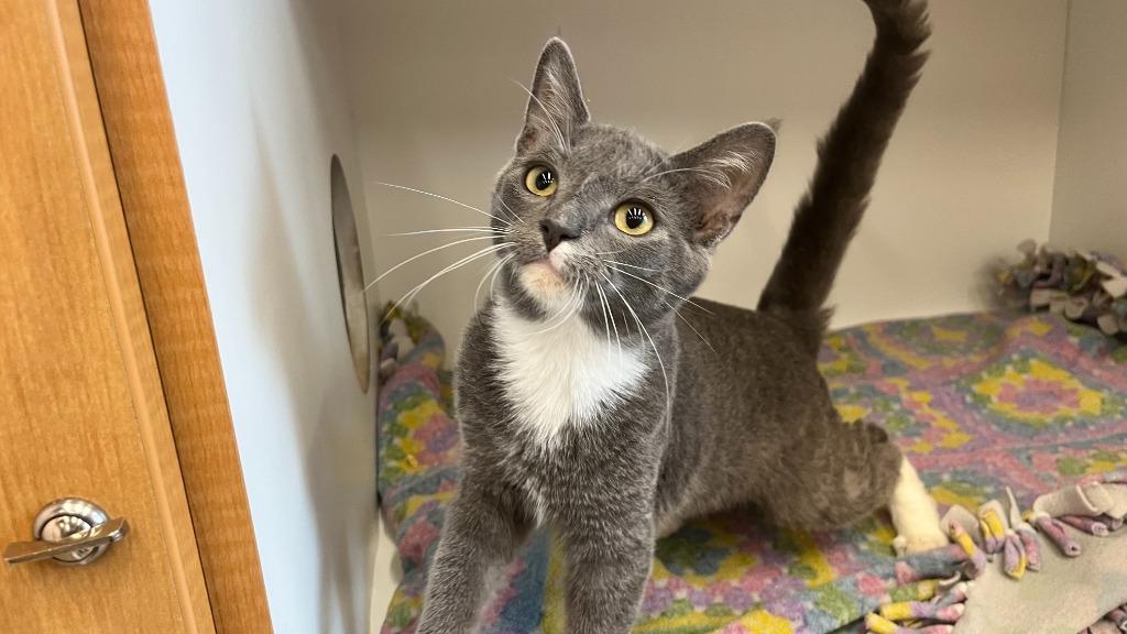 Big Tex, adopted, Kitten Male Domestic Short Hair.